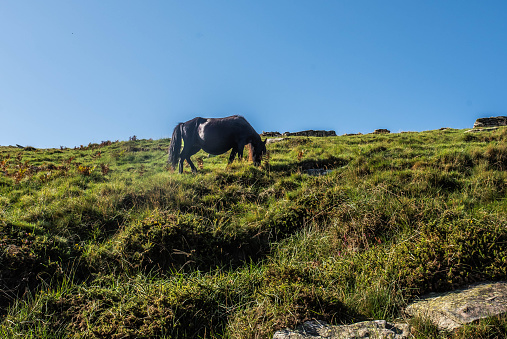 Typical wild pony from the southwest in the Basque Country