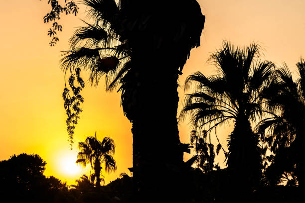 silhouette sunset palm tree summer season