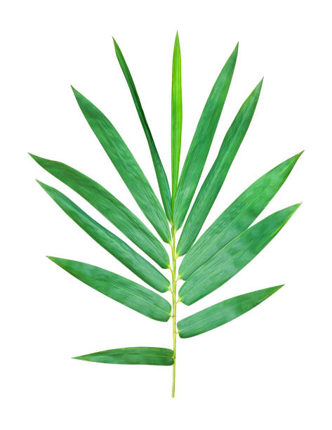 istock a green bamboo leaf is shown on a white background 1696914198