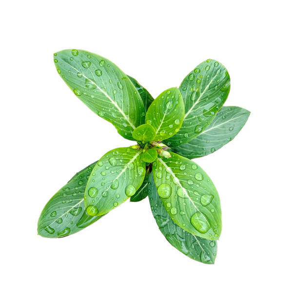 istock green leaf tree branch with tropical rain drop white  background nature plant foliage eco 1696924691