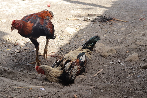 two local roosters with colorful feathers in the yard