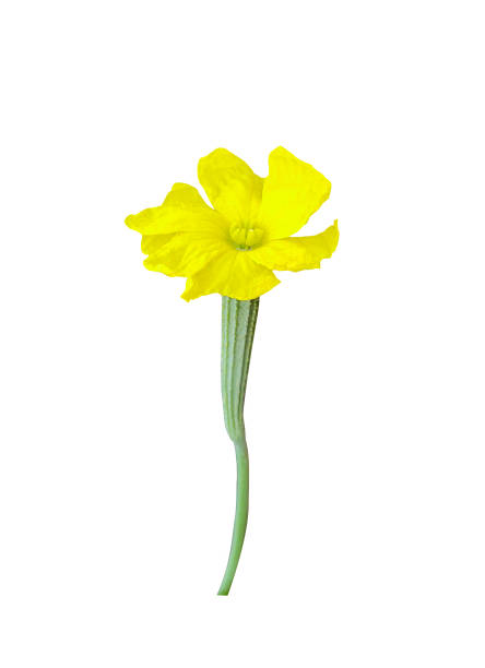 żółte kwiaty ckground tulipan ilustracja abloom goździk kwiat biały tło - abloom zdjęcia i obrazy z banku zdjęć