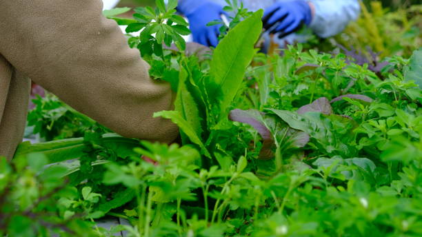 istock People are harvesting vegetables in organic garden. 1696930663