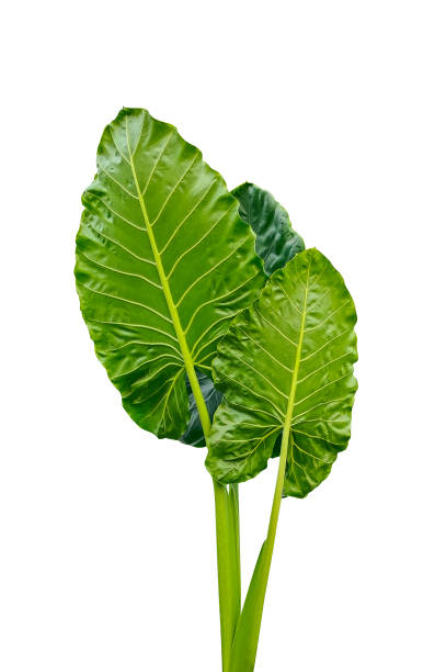 istock green raw leaves are shown on a white background, green leaf isolated on white background a green leaf is shown in the shape of a heart green leaf 1696930666
