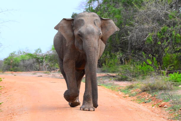 istock Wild Life of Sri Lanka 1696952545