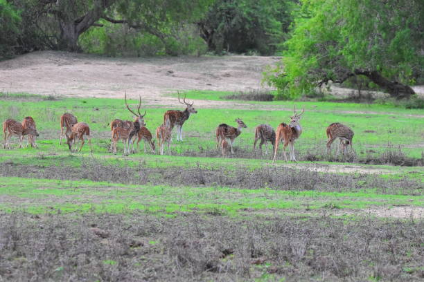 istock Wild Life of Sri Lanka 1696960189