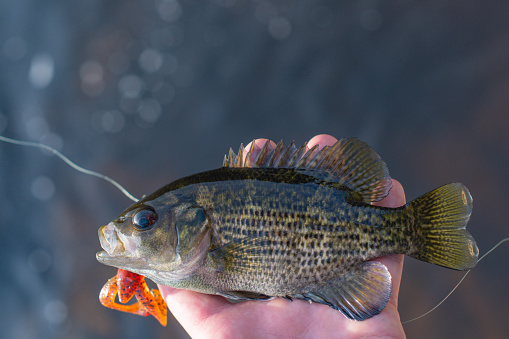 Freshly caught rock bass held in hand, fishing lure and line, natural backgrounds