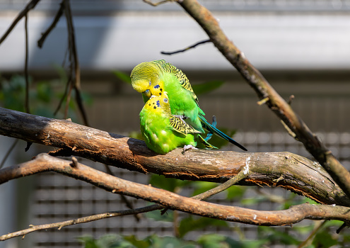 A pair of green budgies (Melopsittacus undulatus) making love on a branch