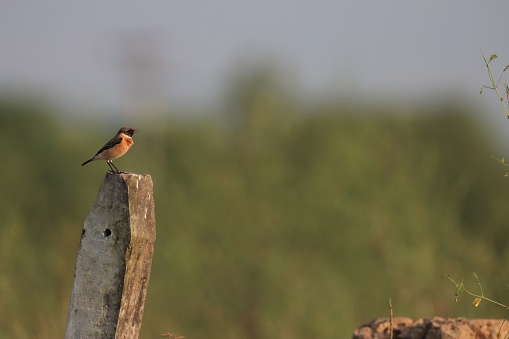 Small bird. Bird background. Animal background.