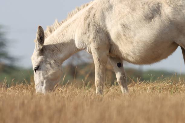 istock White animal. Donkey closeup. 1696993650