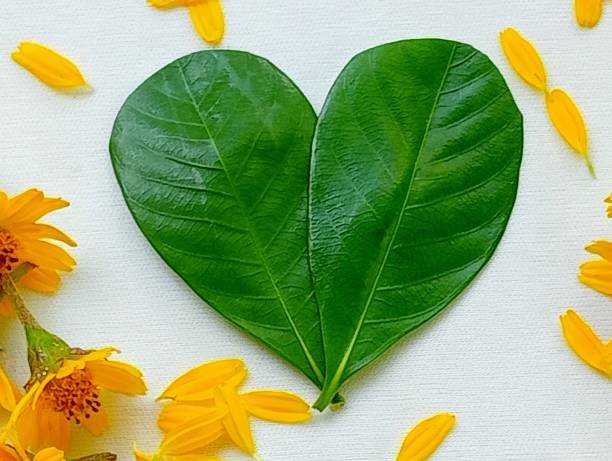 istock Green leaves and yellow flowers placed in heart. 1696993676
