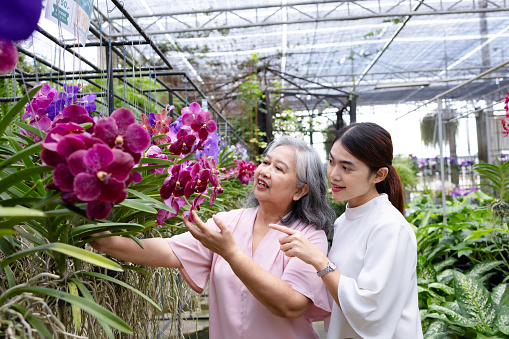 It was a sunny morning, and the mother, who had recently retired, was excitedly planning a special outing with her daughter. They both shared a love for gardening and had always cherished the moments they spent surrounded by nature. Today, their destination was a local orchid store renowned for its stunning Vanda orchids.