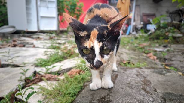 istock Aesthetic selective focus portrait of a three-colored cat with a backyard background 1697007884