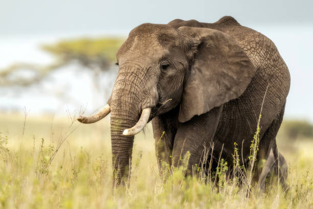 아프리카 코끼리 - 사바나의 배경에 서 있습니다. 코끼리 머리의 클로즈업. - animal close up elephant animal eye 뉴스 사진 이미지