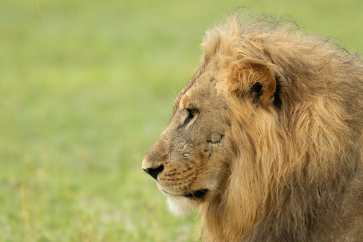 African lion lying on the Savannah. Close-up of the head. Macro. National Park in Tanzania. Africa. Wild nature. Wildlife. Safari animals.