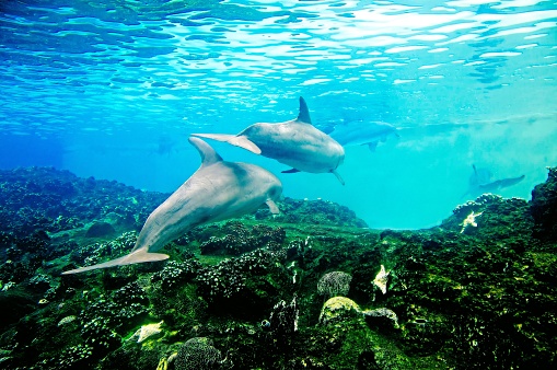 Several jumping dolphins at Lovina Beach, Bali, Indonesia
