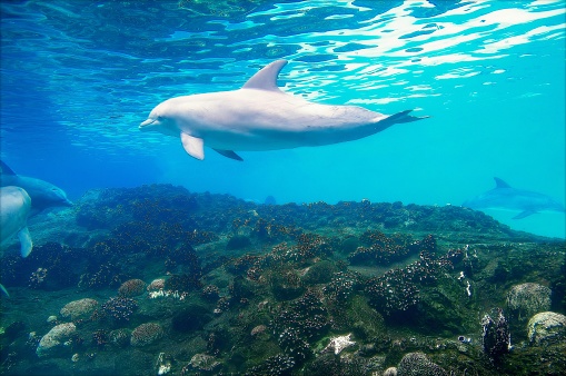 Beautiful dolphin swimming in the blue water