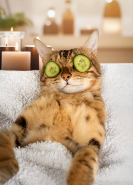 istock A cat with a piece of cucumber on its eyes. 1697017973