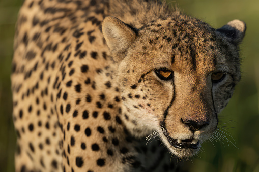 The cheetah (Acinonyx jubatus)  on the savannah. Close-up of the head. Macro. National Park in Tanzania. Africa. Wild nature. Wildlife. Safari animals.