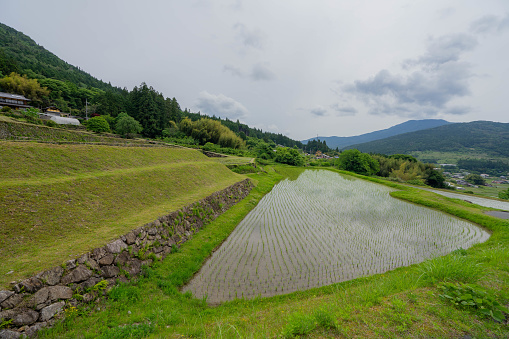 Terrace rice paddy in Aichi prefecture