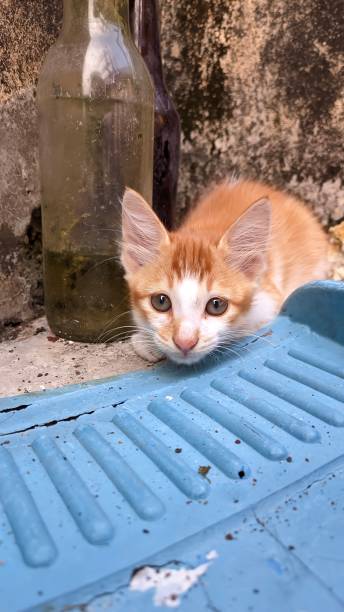 istock orange cat playing in a dirty place 1697024581