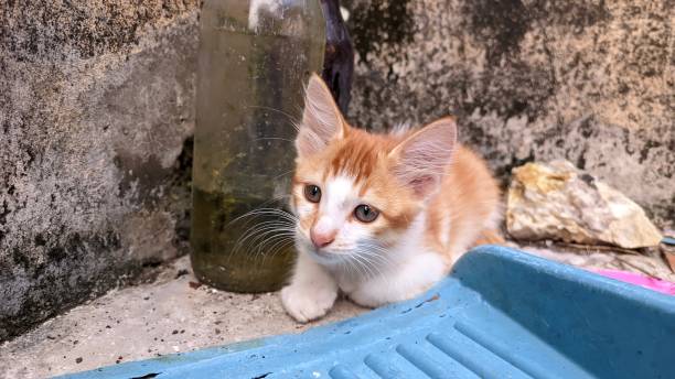 istock orange cat playing in a dirty place 1697025135