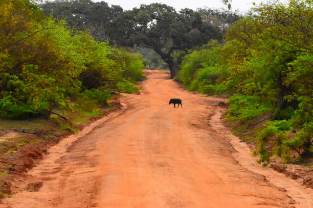 istock Wild Life of Sri Lanka 1697026753