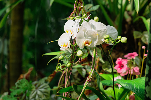 blooming white moth orchid among tropical vegetation