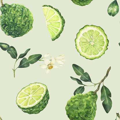 Watercolor seamless pattern with bergamot elements. Hand drawn background with flowers, leaves and fruit in green colors on a light green.