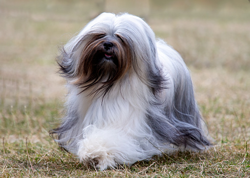 Long haired Lhasa Apso dog walking on grass