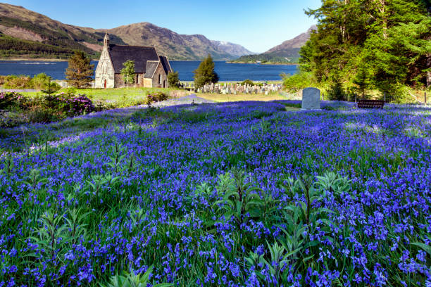 glockenblumen in ballachulish, schottische highlands - wildflower lush foliage outdoors campanula stock-fotos und bilder