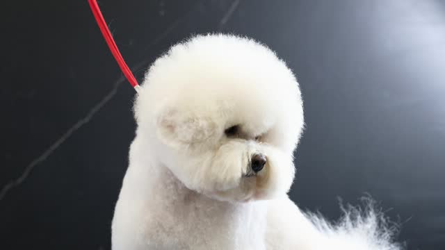 Dog bichon frise close-up portrait with correct head shapes after haircut
