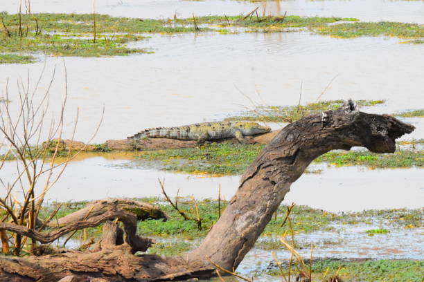 istock Wild Life of Sri Lanka 1697077822