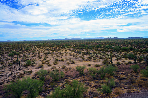 The Vast Sonora desert in central Arizona USA on a early Spring morning