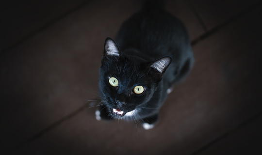 Black cute cat with white paws meowing to human for food seen from the humans perspective