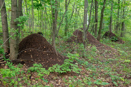 Anthill in the forest. Colony of red forest ants.