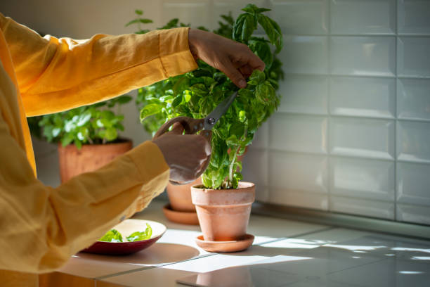 istock Female hands pruning green basil grown at home herb indoors. 1697088946