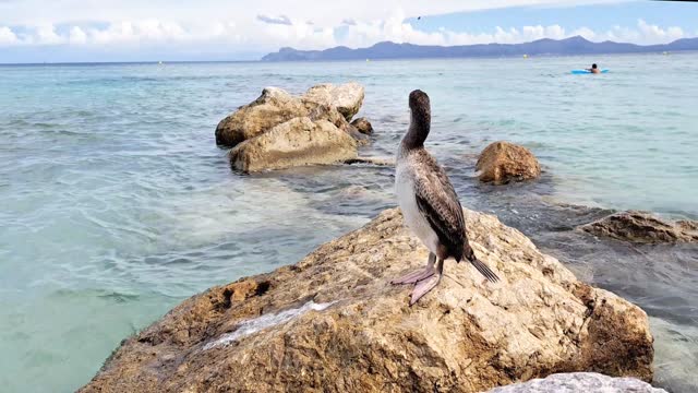 seabird cormorant on the stone in the sea. High quality 4k footage