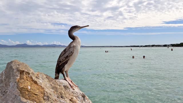 seabird cormorant on the stone in the sea. High quality 4k footage
