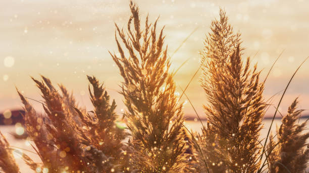 istock Close up dry pampas grass. Beautiful autumn background. 1697112919
