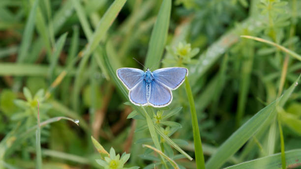 istock Hooded blue in the grass 1697120641