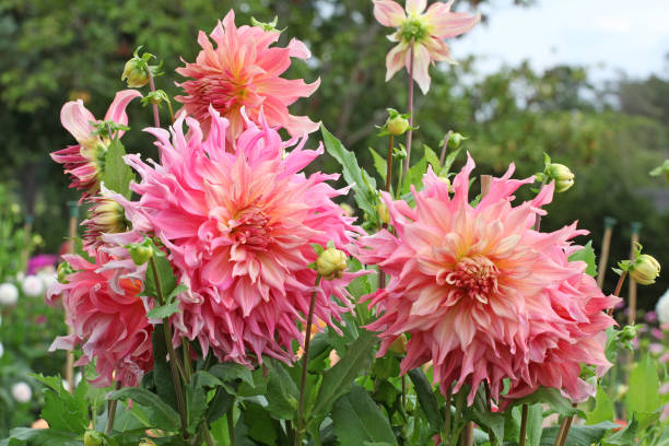 istock Soft pink Dinnerplate Dahlia 'Penhill Watermelon' in flower. 1697127815