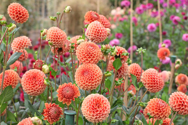 istock Rusty orange ball Dahlia 'Cornel Brons' in flower. 1697127816