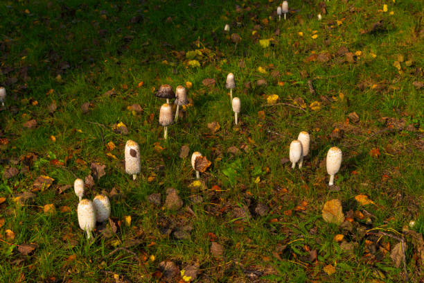 Field of white mushrooms
