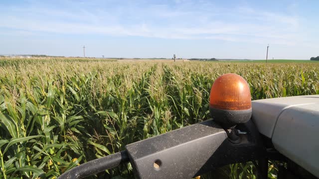 a combine harvester reaps a field of corn. corn harvest. corn grinding