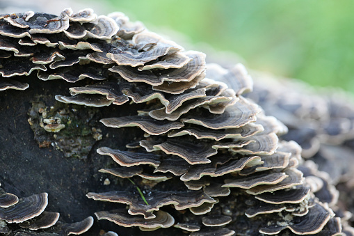 Decaying Trametes versicolor, also known as  Turkey Tail fungus on dead wood, Surrey, UK.