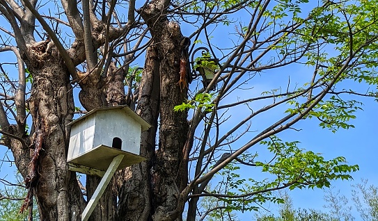 House of birds on the top of the tree in the middle of park