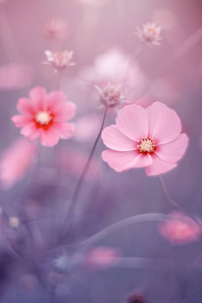 istock Garden cosmos flowers 1697135653