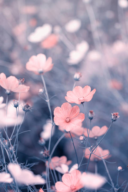 istock Garden cosmos flowers 1697135668