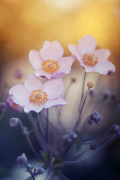 istock Summer anemone flowers 1697135674